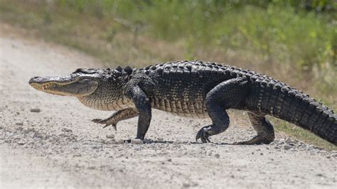 The Difference Between an Alligator and a Crocodile | Southern Living