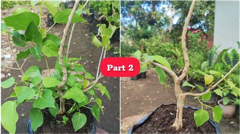 Belajar Membuat Bonsai Dari Pohon Ficus Rumphii Part 2 YouTube