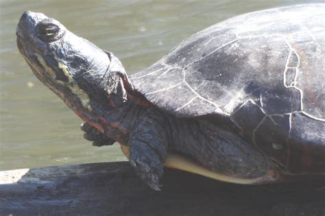 Record Details Maryland Biodiversity Project