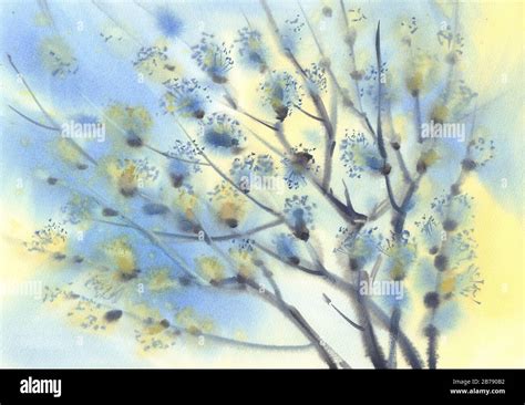 Pussy Willow Twigs In The Sky Watercolor Background Stock Photo Alamy