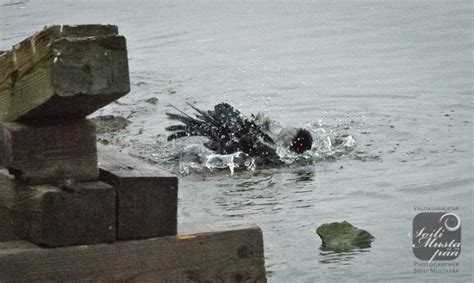 corvus corone cornix soili mustapaeae