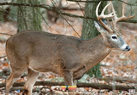 Broadside Right Deer 28 X 40 Nicetargets