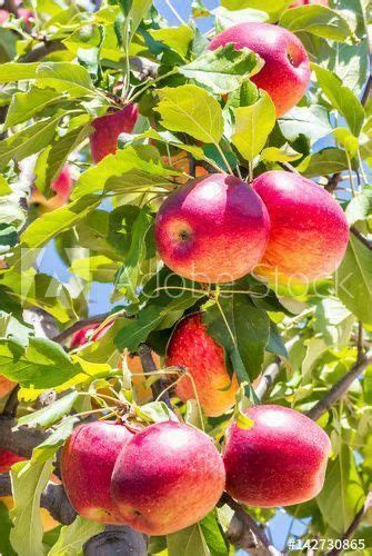 Red Apples Hanging From The Branches Of An Apple Tree