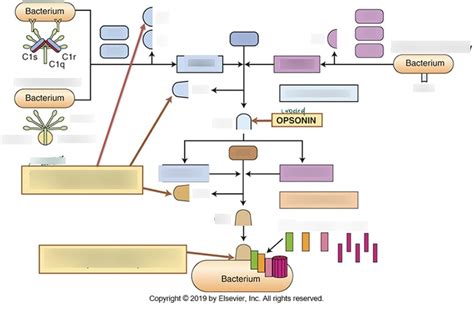 Innate Immunity Part 1 Homebase Diagram Diagram Quizlet