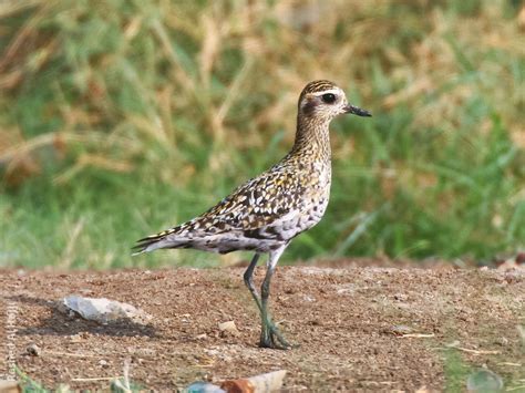 Pacific Golden Plover | KuwaitBirds.org