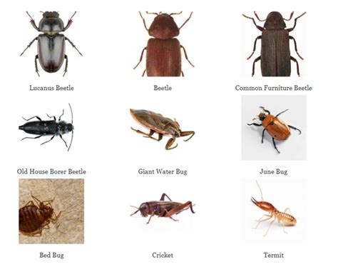 Bugs That Look Like Roaches But Arent Babyroaches