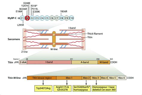 Sarcomere Structure Containing Sarcomeric Proteins Responsible For