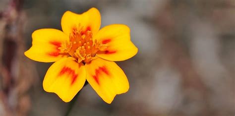 Different Types Of Marigold Varieties Embracegardening