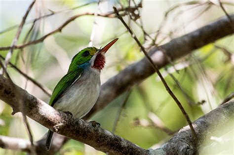 Cuban Tody Guanahacabibes Peninsula Cuba