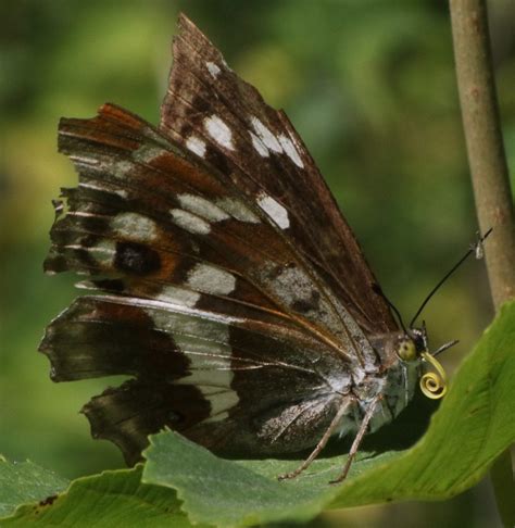 Apatura iris Großer Schillerfalter Apatura iris c Achi Flickr