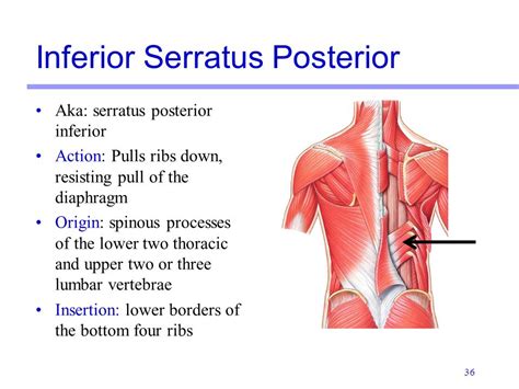 Serratus Posterior Origin And Insertion