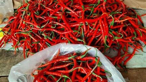 Petani Semringah Harga Cabai Merah Melambung Namun Khawatir Karena