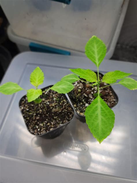 (Update) Salvia from seed. : r/SalviaDivinorumPlants