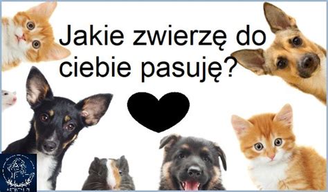 Jakie Zwierz Do Ciebie Pasuje Sprawd Teraz Sierpie