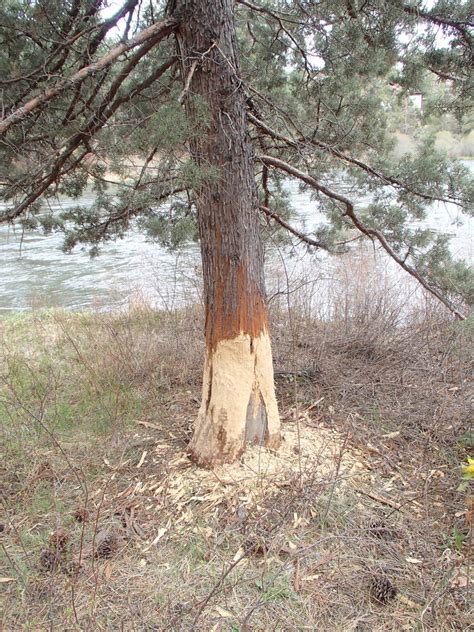 Where to See Beavers in Central Oregon - Beaverworksoregon