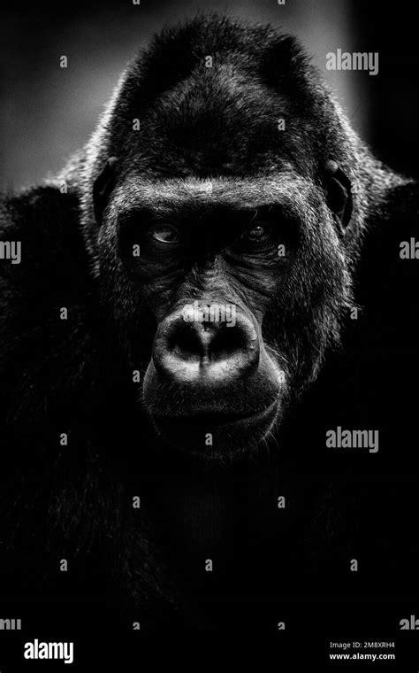 gorilla face portrait black  white stock  images alamy