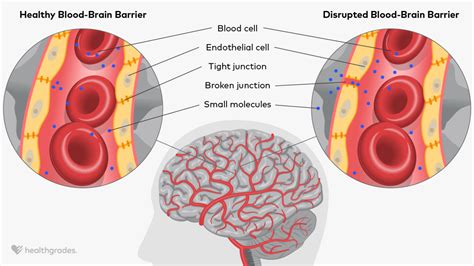 Blood Brain Barrier Definition Related Conditions And More