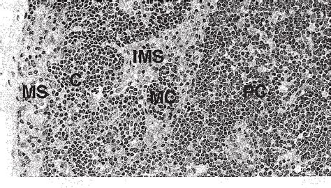 Figure 2 from Structure and function of the hemolymph node in rats. | Semantic Scholar