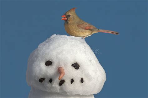 Cardinal On Snowman Stock Photo Image Of Northern Cardinal 7891768