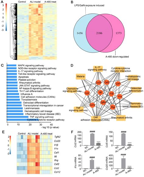 A Regulated Inflammatory Gene Expression In Vivo As Determined By