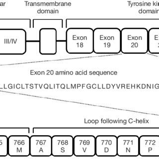 Location And Structure Of Egfr Exon Egfr Epidermal Growth Factor