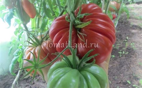 Томат Морская звезда: описание сорта, отзывы, фото | tomatland.ru