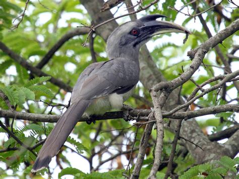 Indian Gray Hornbill - eBird