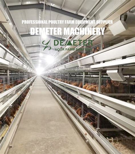 Automatic Egg Laying H Type Layer Chicken Cage System China Chicken