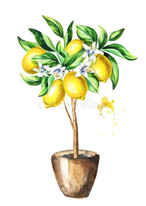 Lemon Tree Drawing