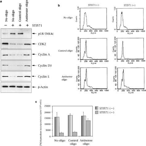 Antisense Oligonucleotides Against P18 Ink4c Abrogated The