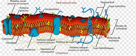 Lipid Bilayer Sel Membran Selaput Biologis Fosfolipid Kulit Telur Dan