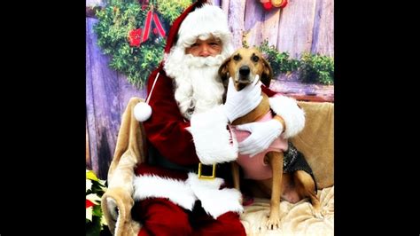 Merry Christmas Rescue Dogs Tracyspawsrescue Saving Dogs In South Texas