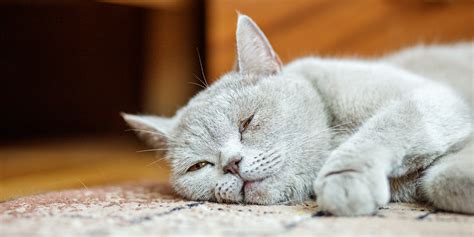 5 Common Cat Illnesses And How To Spot Them L Feline Diseases