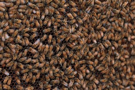 Bienen Bienenstock Honig Kostenloses Foto Auf Pixabay Pixabay