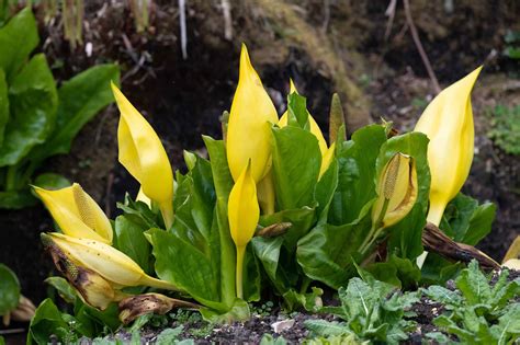 15 Strongest-Smelling Flowers Ever - A-Z Animals