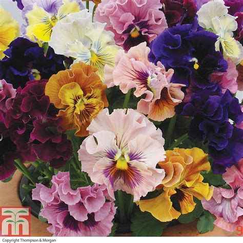 Pansy Ballerina Plug Plants Thompson And Morgan Pansies Flowers