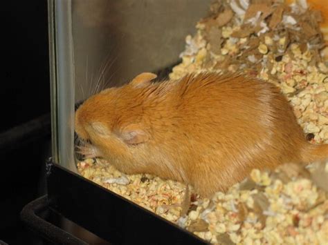 Understand Your Gerbils Body Language