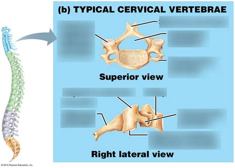 Typical Cervical Vertebrae Diagram Quizlet