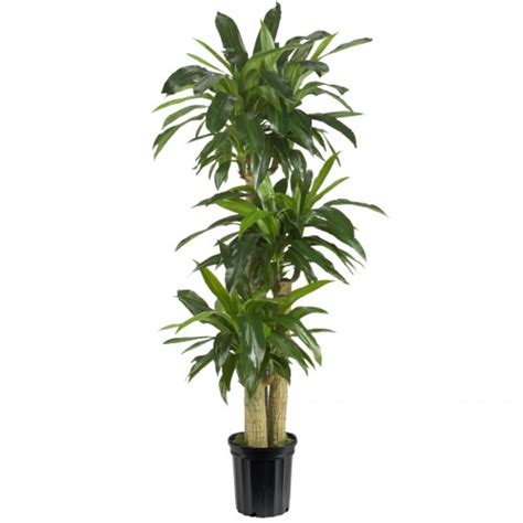 Dracaena Eleganc Cane Indoor Plant By Toronto Office Plants