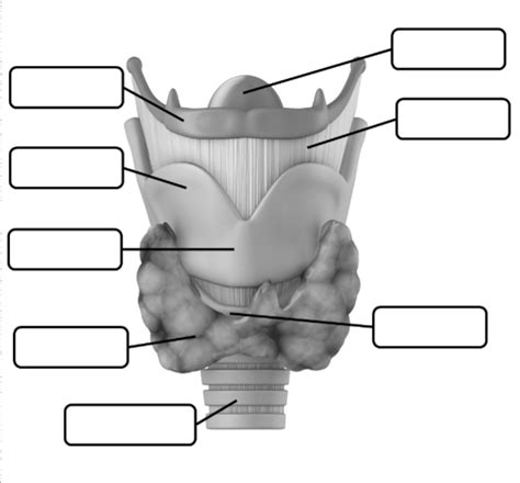 Biomed Anatomy Of Larynx Diagram Quizlet