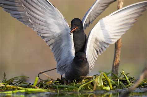 Black Tern