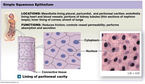 Simple Squamous Epithelium Tissue Biology Medical School Prep