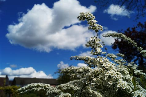 Blue Skies · Free Stock Photo