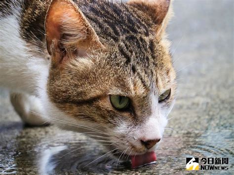 飼料疑釀貓低血鉀！送驗結果25日出爐 違規最重罰25萬元 生活焦點 要聞 Nownews今日新聞