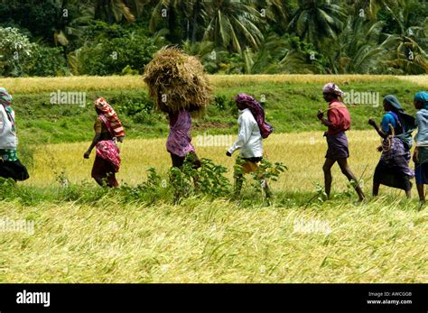 Rural Tamil Nadu Village Scene Thenkasi Stock Photo Alamy