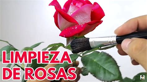 Rosas Y Rosales Limpieza Organica Contra Plagas Chuyito Jardinero Youtube