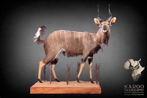 Nyala Mounts