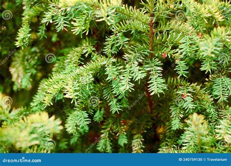 Evergreen European Yew Tree Foliage Close Up Taxus Baccata Tree Green