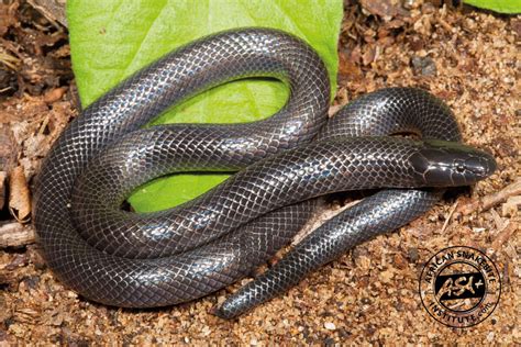 Common Purple Glossed Snake African Snakebite Institute