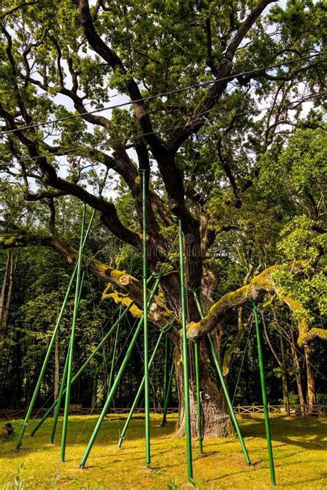 Monumento Natural De Roble Bartek Uno De Los árboles De Roble Más